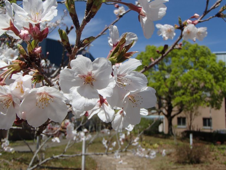 桜